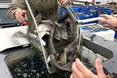 Fischbesatz-vom-26.10.2025-.-1-1-scaled